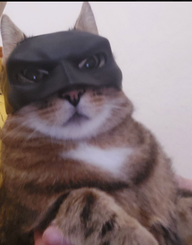 Batman Cat ($BATCAT) (@BatmanCatCoin) / Posts / X