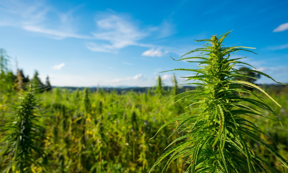 thewhateverguy3's tweet photo. New York Bill To Relaunch Marijuana Farmers Markets Heads To Governor’s Desk https://t.co/hx83zJANf5 https://t.co/5rZSjzE7K3