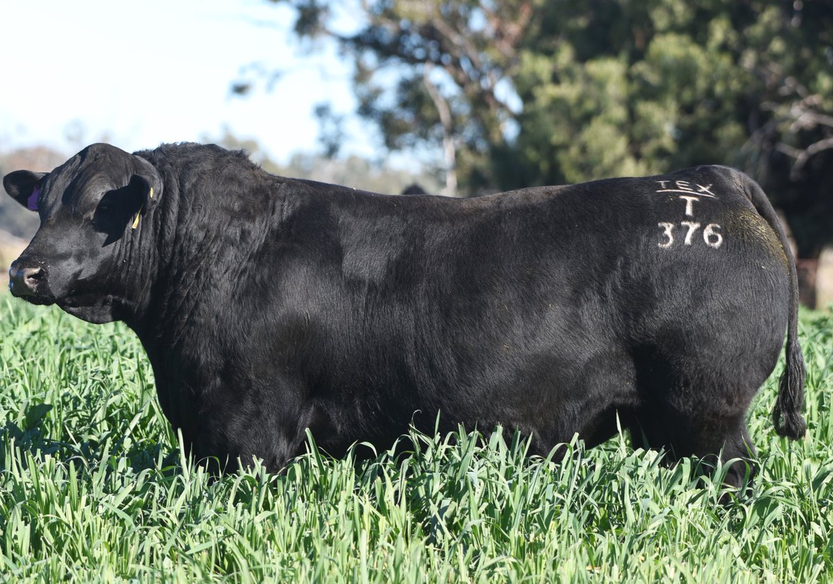 texasangus's tweet photo. Poss RAWHIDE is the sire of Australia’s Highest Priced All Breeds Bull Record, Texas THUNDERSTRUCK who sold last year for $360,000. This year, we are offering the largest draft of RAWHIDE’S in the Southern Hemishpere!  

🌟84 sons sell🌟 https://t.co/nahr8MkA7o
