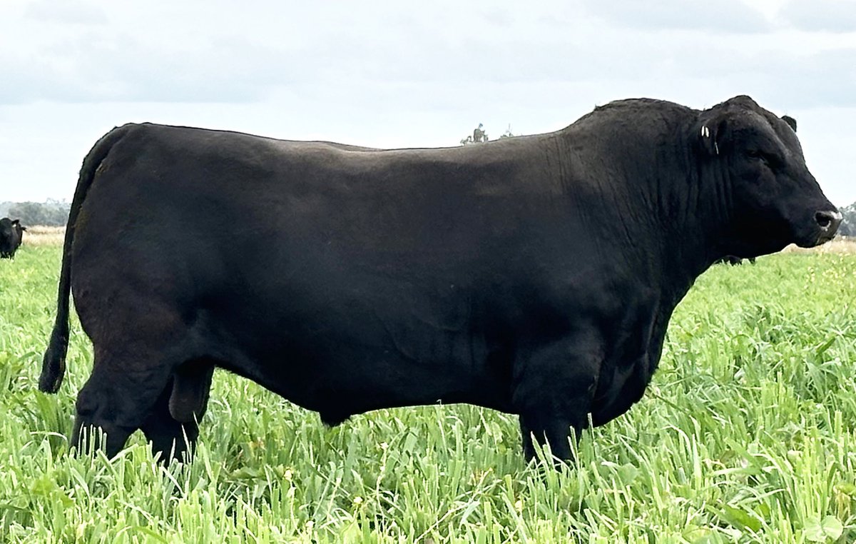 texasangus's tweet photo. Poss RAWHIDE is the sire of Australia’s Highest Priced All Breeds Bull Record, Texas THUNDERSTRUCK who sold last year for $360,000. This year, we are offering the largest draft of RAWHIDE’S in the Southern Hemishpere!  

🌟84 sons sell🌟 https://t.co/nahr8MkA7o