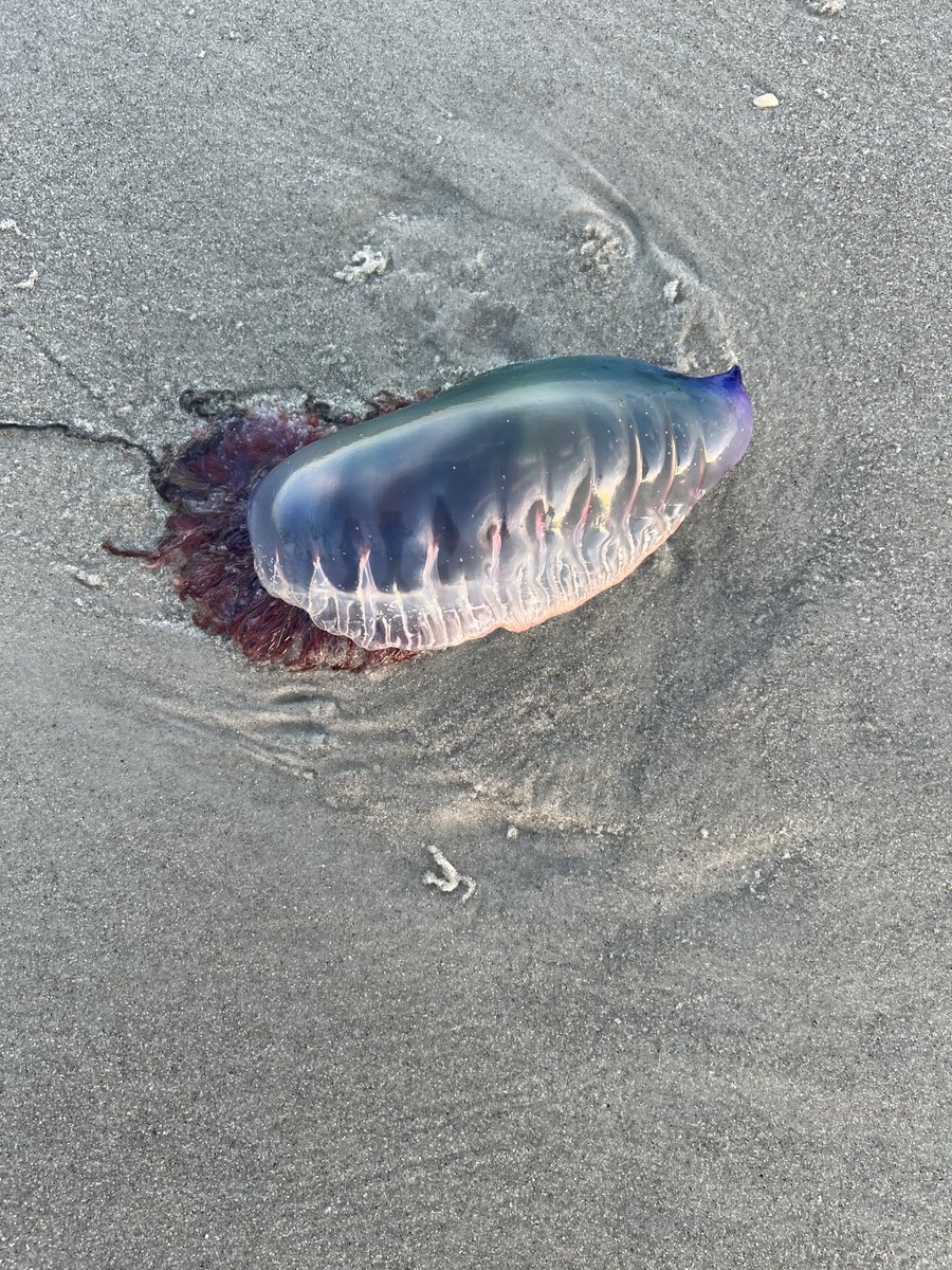 James Jakub tweet media