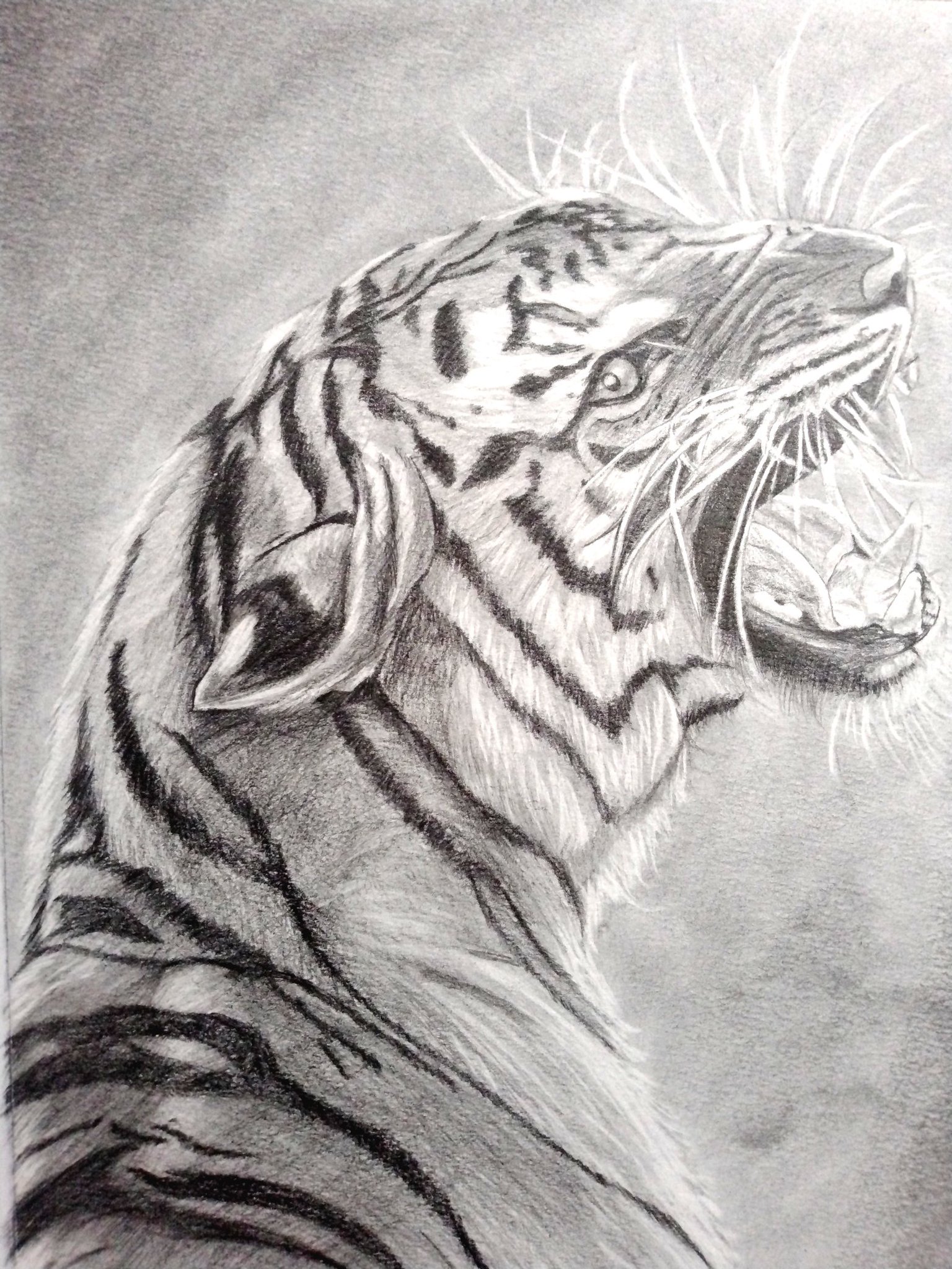 虎の鉛筆画