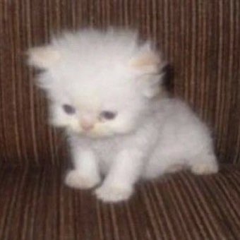 🐰ྀི (@getabinny) on Twitter photo 