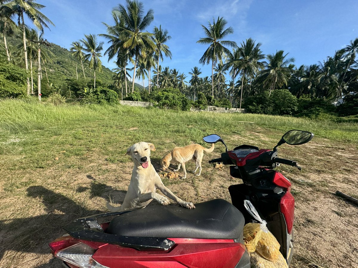 NiallHarbison's tweet photo. 🐶 Street dogs have an incredibly tough life. 

🥘 This is how we feed 800 of them every single day of the year in Thailand with simple, fresh, home cooked food. 

🛻 The recipe / logisits / costs and lots of happy “customers"  (1/8) 🧵 https://t.co/vZy78EATri