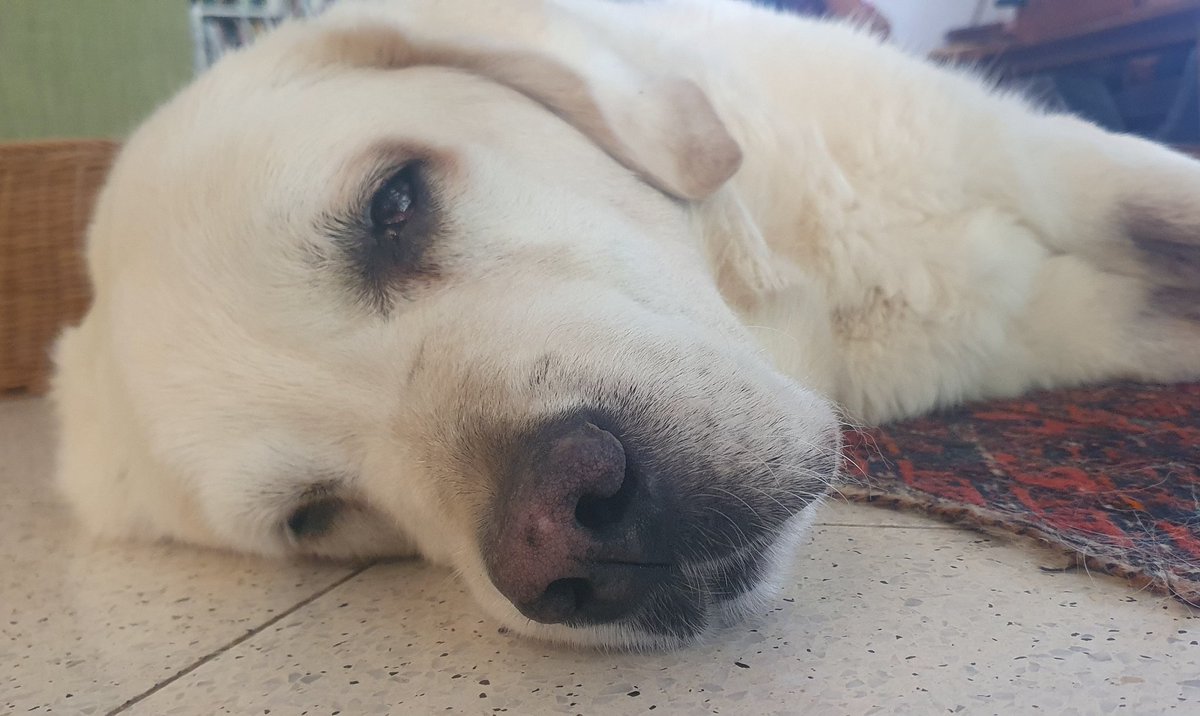 הצודקת tweet media