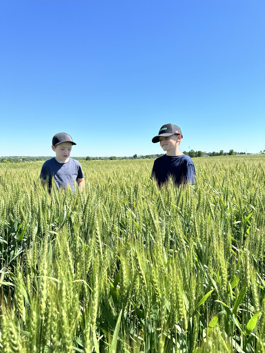 You been farming long?  The boys are out checking out this years wheat crop.

<a href="/FairgreenSod/">Fairgreen Sod Farms</a> <a href="/hollinger_farms/">VCG Matt</a> <a href="/AllianceAgri_E/">Alliance Agri-Turf</a>  <a href="/ScoutingFields/">Jeff Steiner</a>