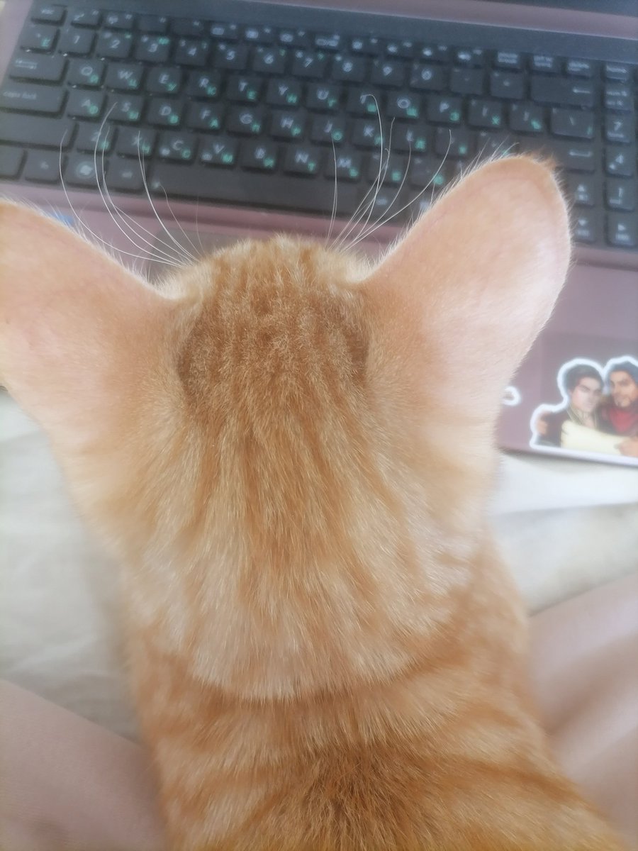 пришла, чтобы скинуть котейку ♡