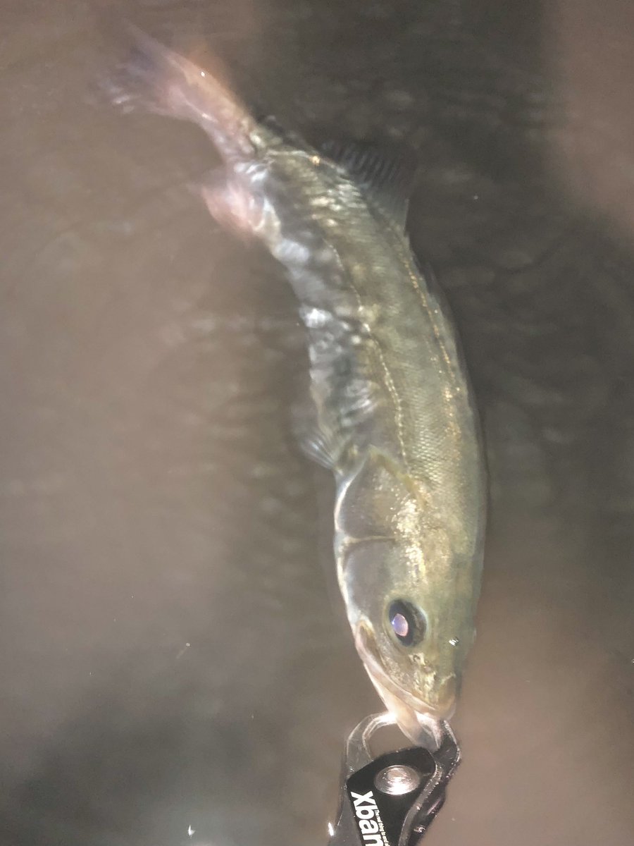 yuuki08031214's tweet photo. 久々のナイトウェーディング
鱸2の黒1
＃Fishman_BC 
＃BEAMSLOWER73L
＃megabass_jp 
＃カラシSW https://t.co/6VEamgZKy4