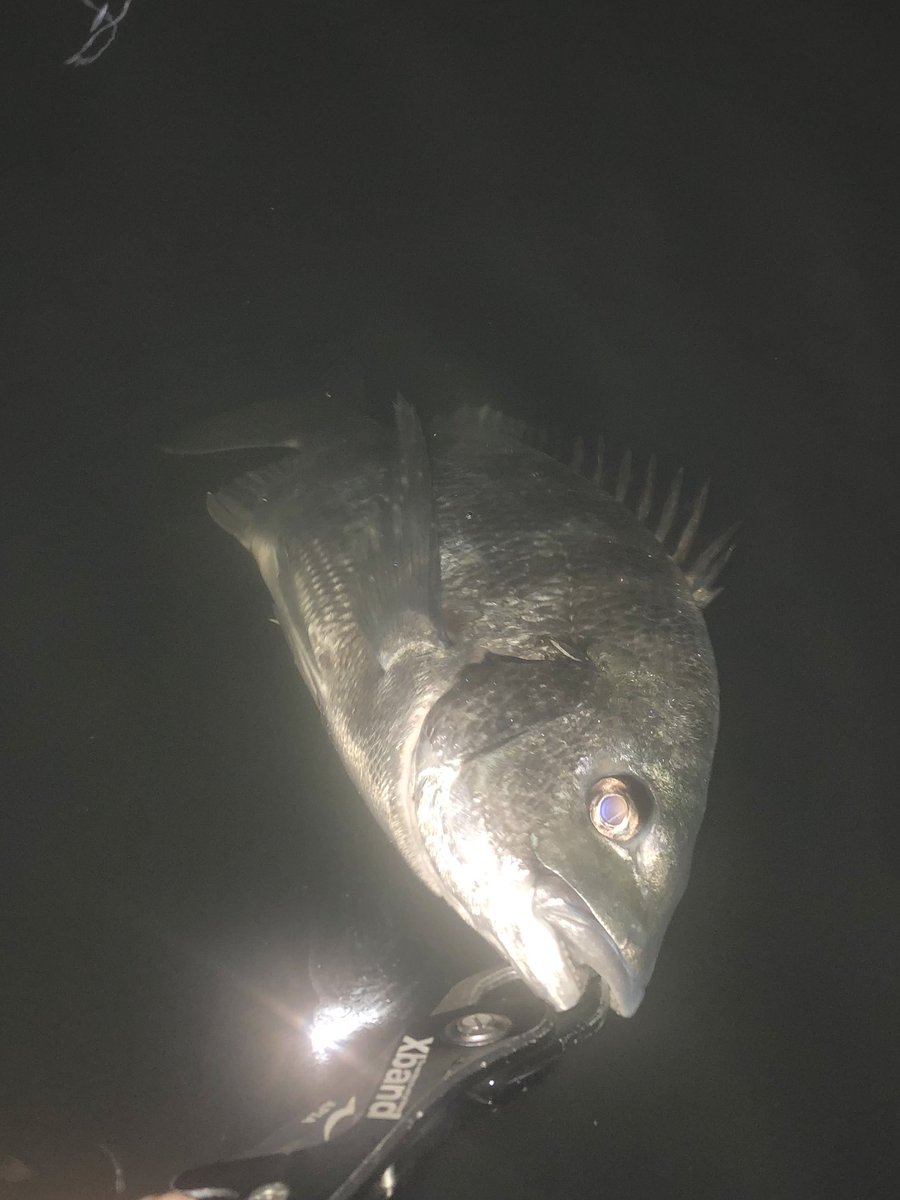 yuuki08031214's tweet photo. 久々のナイトウェーディング
鱸2の黒1
＃Fishman_BC 
＃BEAMSLOWER73L
＃megabass_jp 
＃カラシSW https://t.co/6VEamgZKy4