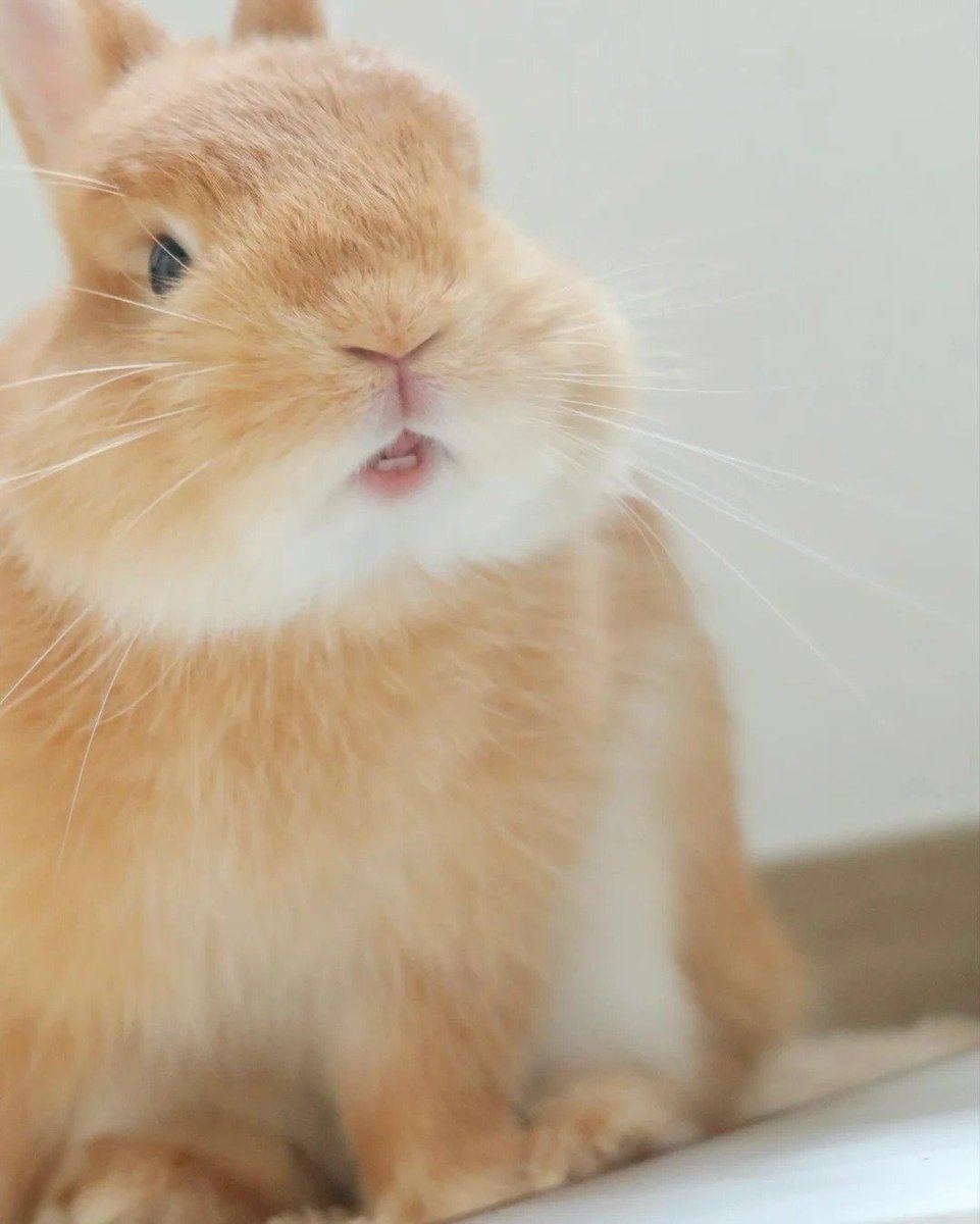 Why you should have a rabbit (@shouldhaverabit) on Twitter photo 