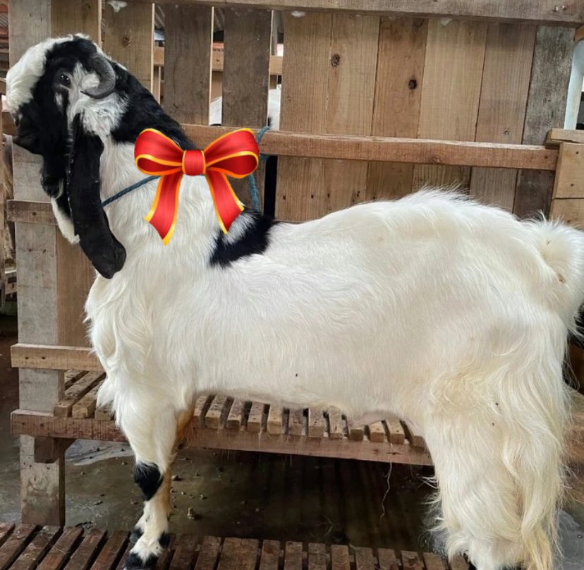 Malam, Mas Alan <a href="/sembwarangan/">ALAN.</a> 

Kambing sudah langsung diantar ke masjid. Sudah diikat dan pakai nametag juga. Kambing dalam keadaan sehat ya Mas.

Terima kasih udah beli kambing di saya. Semoga berkah.