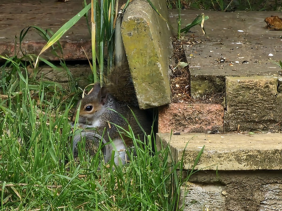 Natalie24914765's tweet photo. I was wondering if perhaps our local large pigeons had been stealing the birds seed from its dispenser in my back garden...
Caught this little cutie red-pawed, though ๐ซฃ๐
๐
#NaturePositive
#RewildingBritain
#HiddenPeat
#SDGs
#Climateemergency
#EcosystemsSOS https://t.co/Xz5ldFkHst