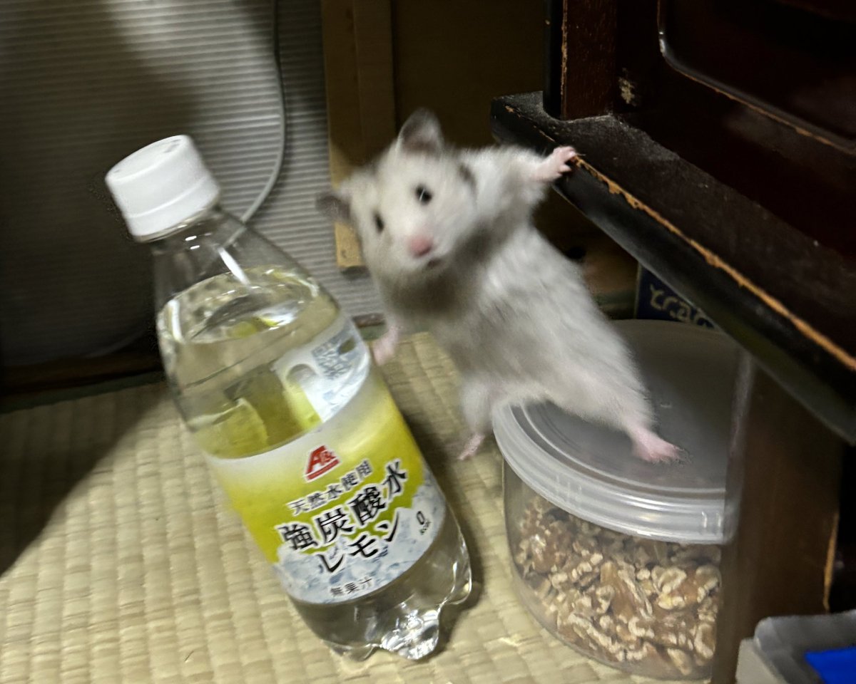 ちいこ (@Chiiko_hamuchan) / Posts / X