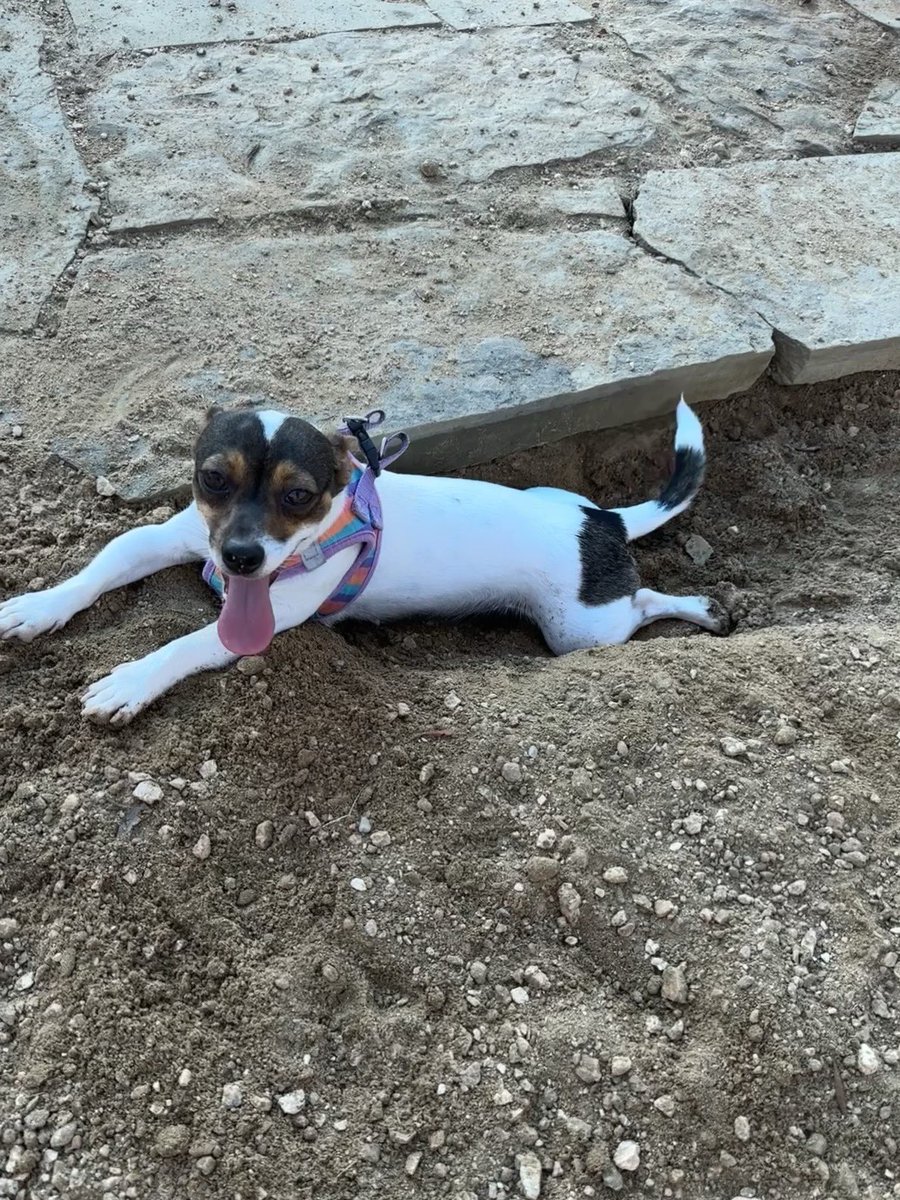 It would be a shame if I didn’t start back up by sharing our newest addition. Meet Joy 🤩 
#dog