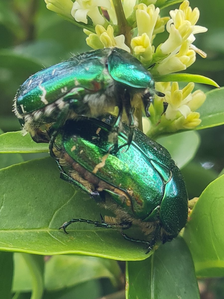 naturebotherer's tweet photo. Green Rose Chafer https://t.co/SyNPCYR6Mn