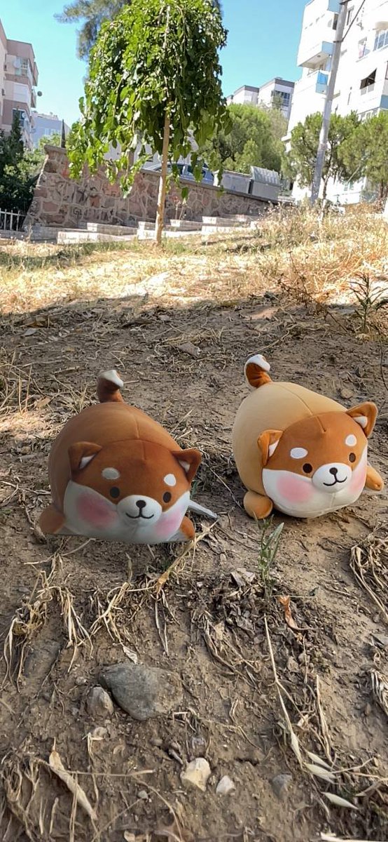 uploadtoken's tweet photo. We've scanned this adorable @Shibtoken  plush with Upload3D. Can you spot which one is the real Shiba?

#NFT #ETH #ETF #ethereum #SCAN #UPLOAD #RWA #Metaverse https://t.co/jt0KbHWn6R