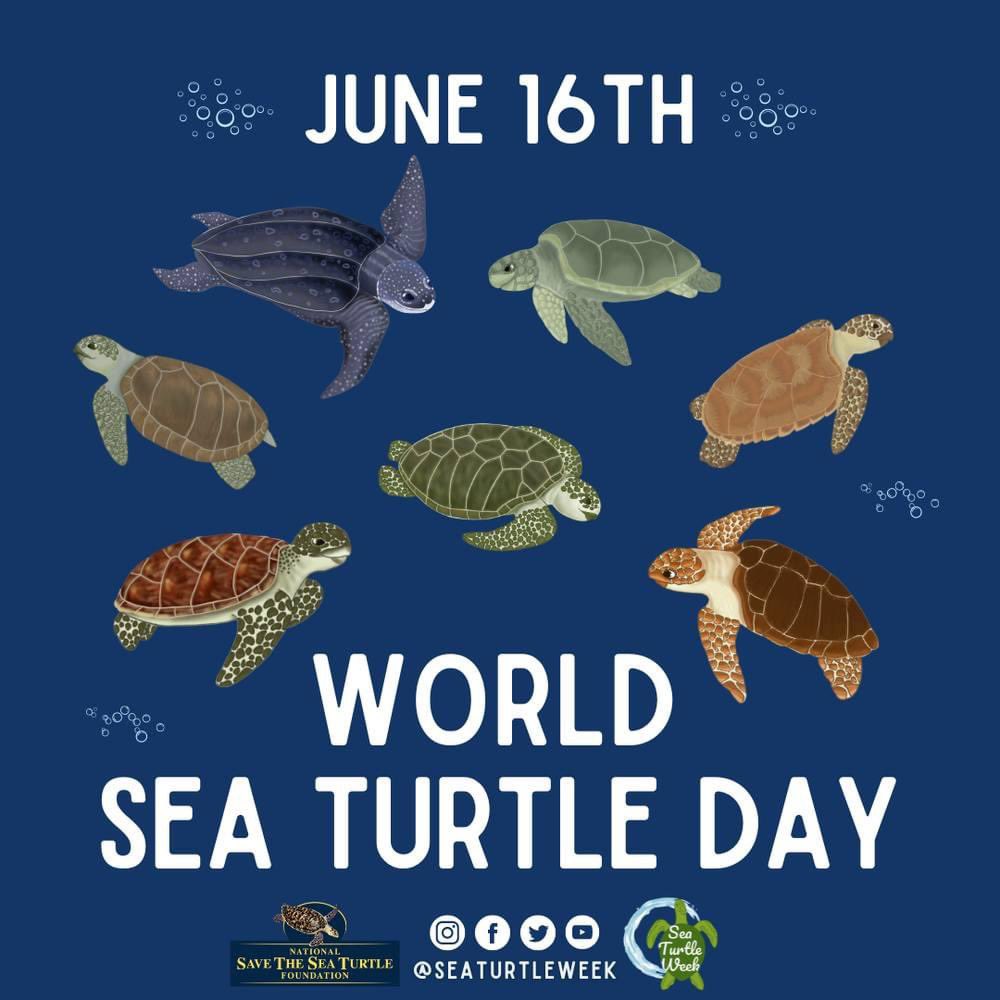 Happy World Sea Turtle Day! Thank you to everyone that has been following along with Sea Turtle Week this year. 💛

Today is a great day to remember that sea turtles need our help. 

Learn more about what you can do to protect sea turtles: seaturtleweek.com/help
#seaturtleweek