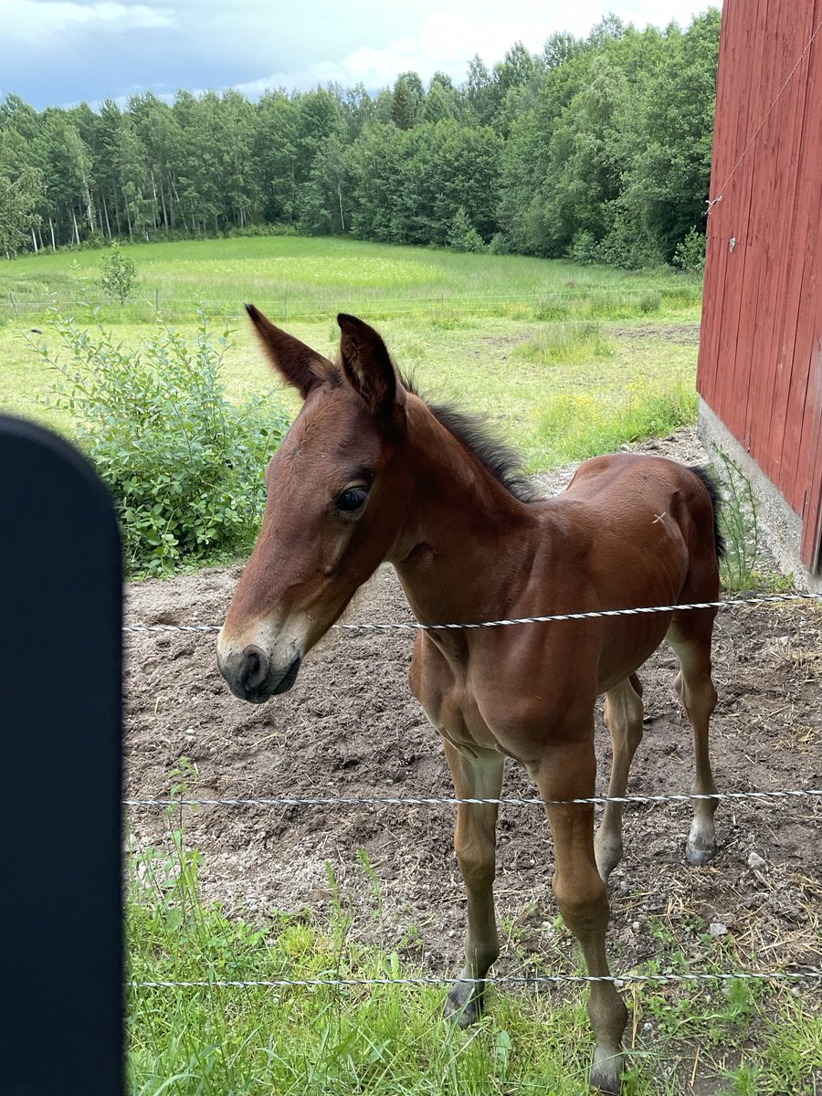 LennartWiding's tweet image. Min gamla travare Arc en Ciel har fött Arcus. Han har hunnit bli hela tre veckor. Full av fart.