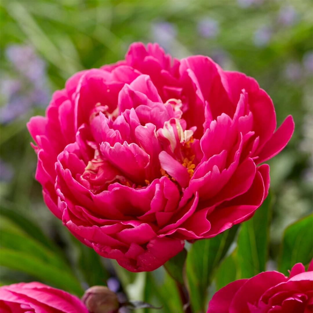 GardenStateBulb's tweet photo. Happy Sunday! Don't you love when pets and flowers have human names? Meet Karl. Karl Rosenfield 🤝 
.
#GardenStateBulb #Gardening #Peonies #Peony #Karl #Sunday #SundayFunday https://t.co/TCsi4p4e6R