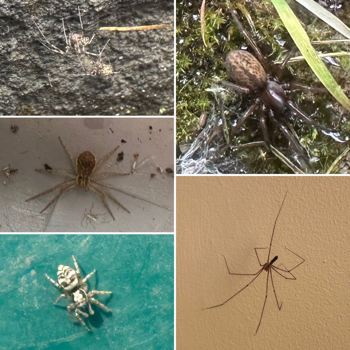 My contribution to #citizenscience with #greatyorkshirecreaturecount - not a bad count given the weather! Small selection of birds, bugs and beauties in our small patch of Yorkshire 🐦🐝🪱🐌🦋🪲🐜🕷️