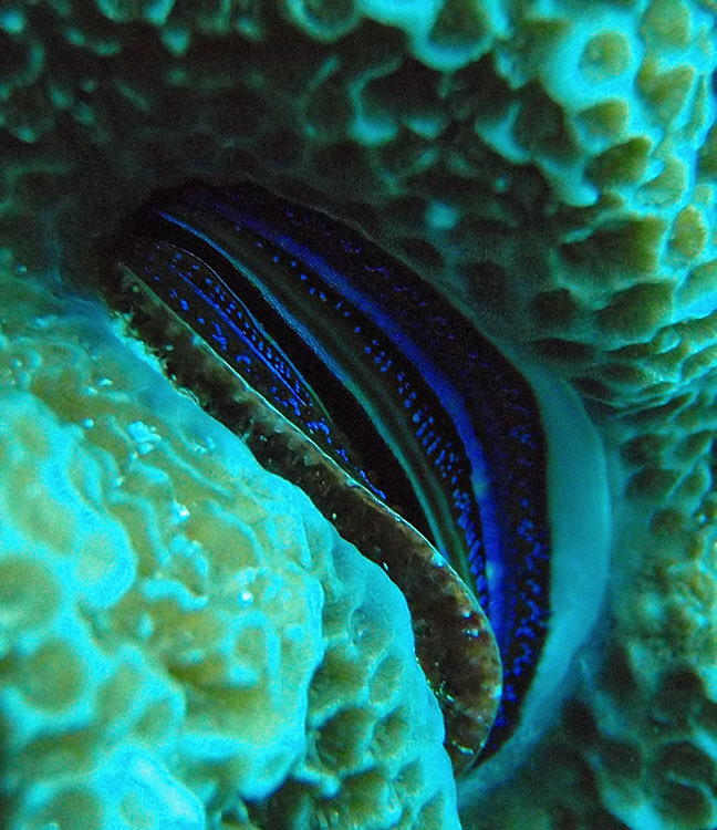 This looks like a flatworm or nudibranch but is actually the tissue (mantle) lining the gape of the coral scallop Pedum spondyloidum. The mantles of scallops are often remarkable and many are lined with up to 100 eyes that work like mirror telescopes.