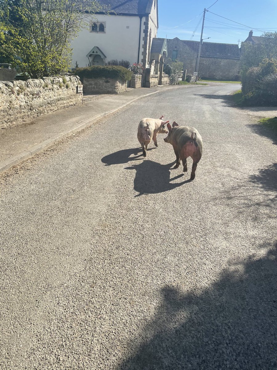 Loose farm stock on the road - just walk them home peacefully! No need to run them over with your car 🤦‍♂️