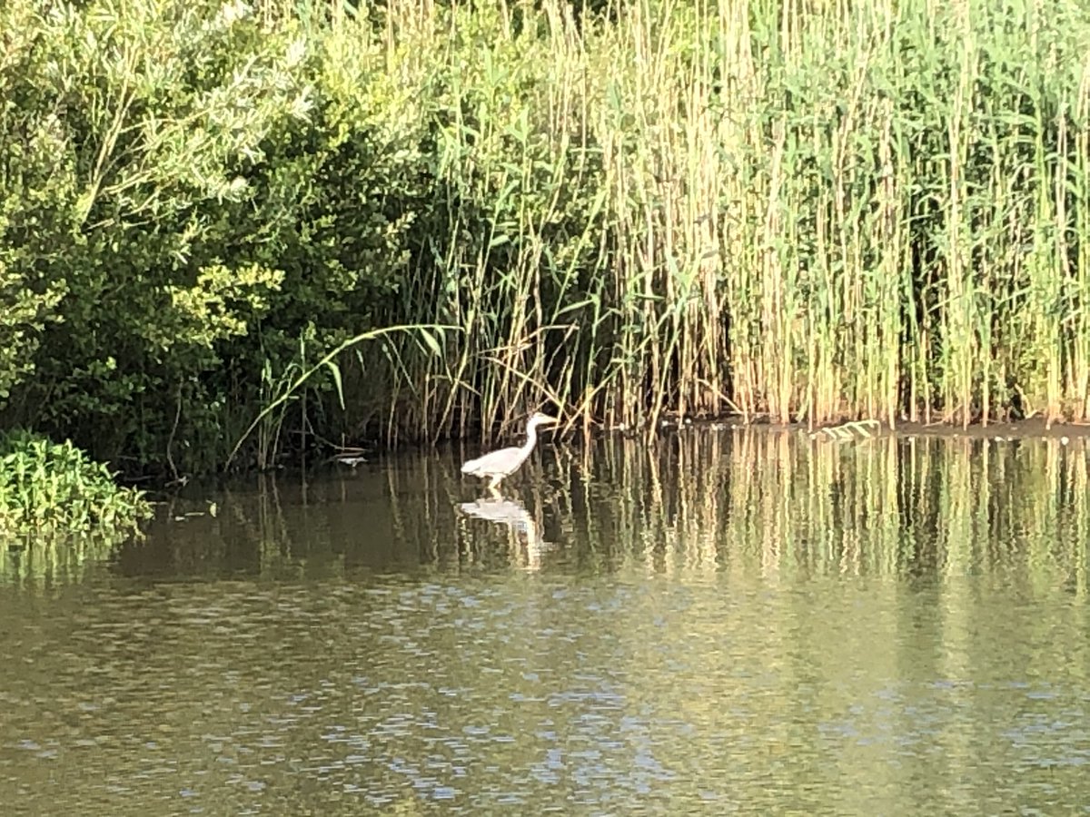 Day 16 of #30DaysWild Such a great time of year. House martins, reed buntings and warblers, and lots of wildflowers, graced my evening stroll.