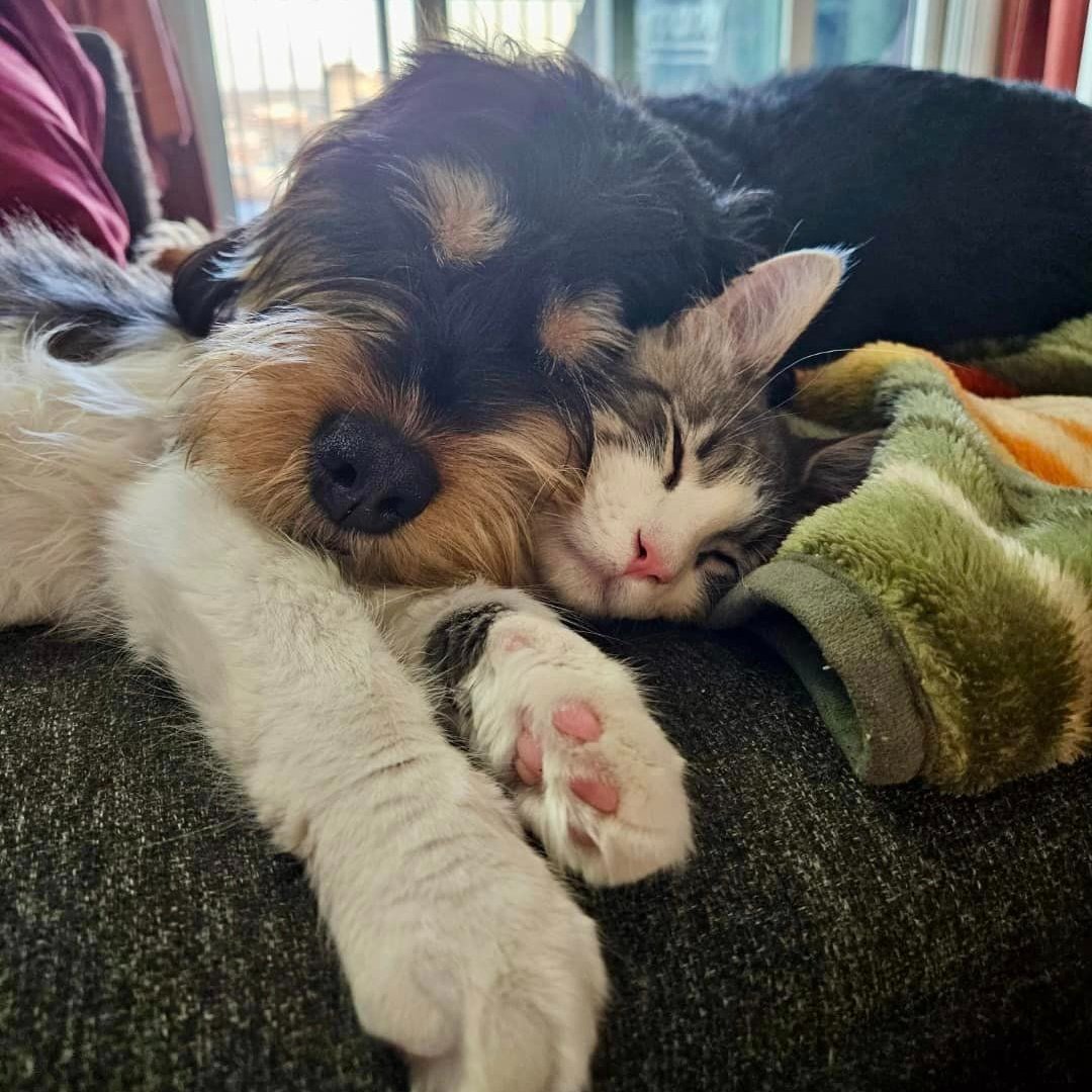 My two companions while writing at home. They can help keep me on task (Dog walks help kick me out of writer's block) or distraction (the cat needs to be everywhere).
