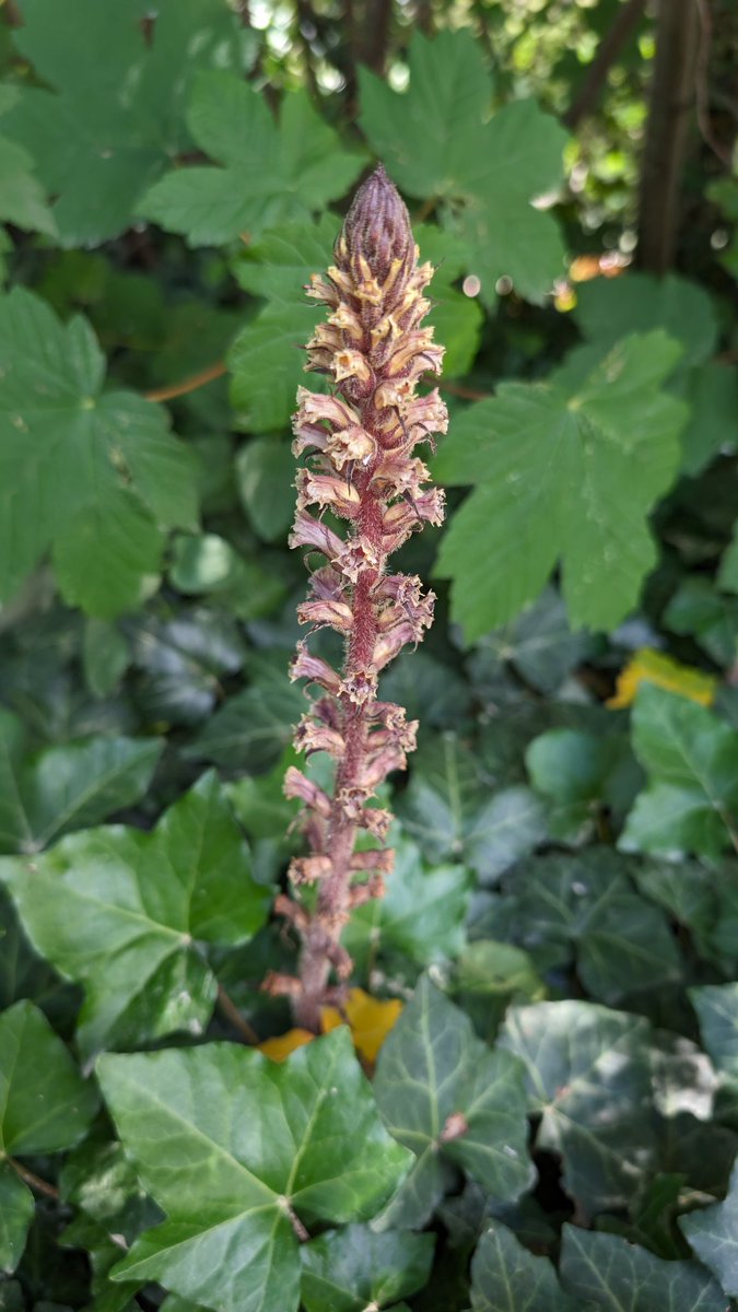 Lovely display of broomrape Orobanche coerulescens (and Bedstraw broomrape O caryophyllacea) at <a href="/OBGHA/">University of Oxford Botanic Garden and Arboretum</a> #OxfordBotanicGarden and there's a fab Ivy broomrape O hederae next to the bins at the cafe! #broomrape