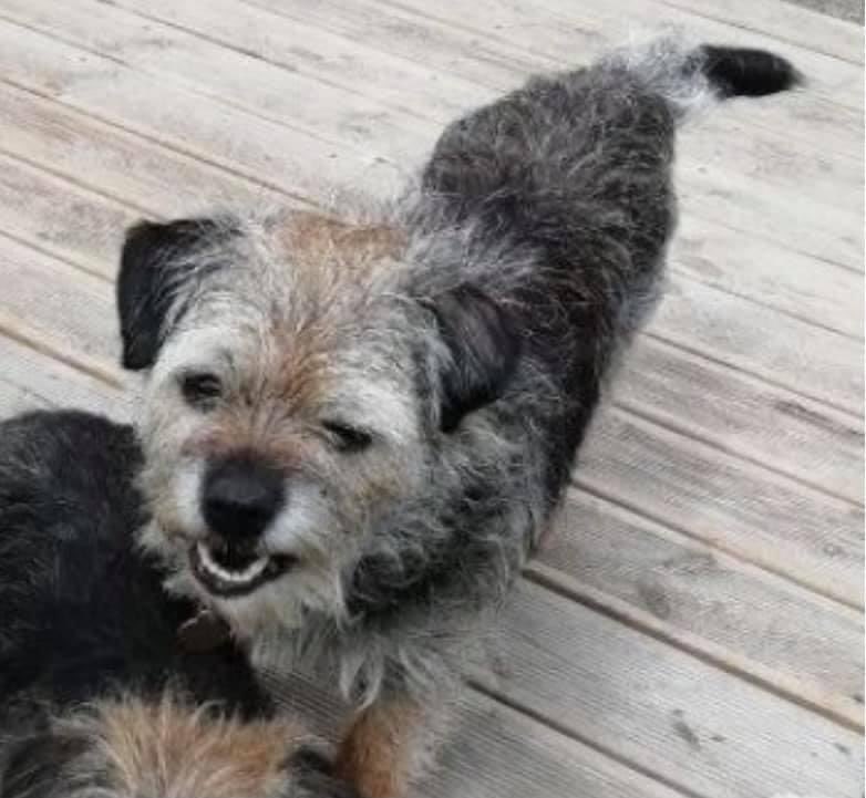 rosiedoc666's tweet photo. #StolenDogHour
2 DOGS MISSING TOGETHER #BorderTerriers in the woods around #Petham #Canterbury #CT4 SOUTH EAST 26/7/21
BEETLE female/adult Blue&tan CHIPPED
https://t.co/4YtNiLgbAy
MOSSIE female/OLDER ADULT black
Tagged&chipped
https://t.co/qg5aHjXOWw
@juliagarland73 @bs2510 https://t.co/oIupOwTCC5