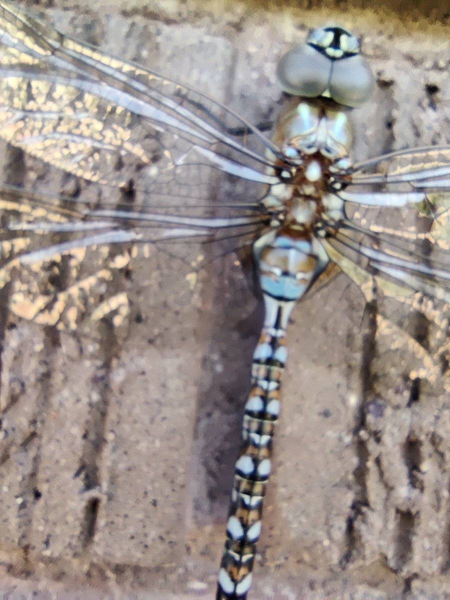 Jar O' Farts tweet media