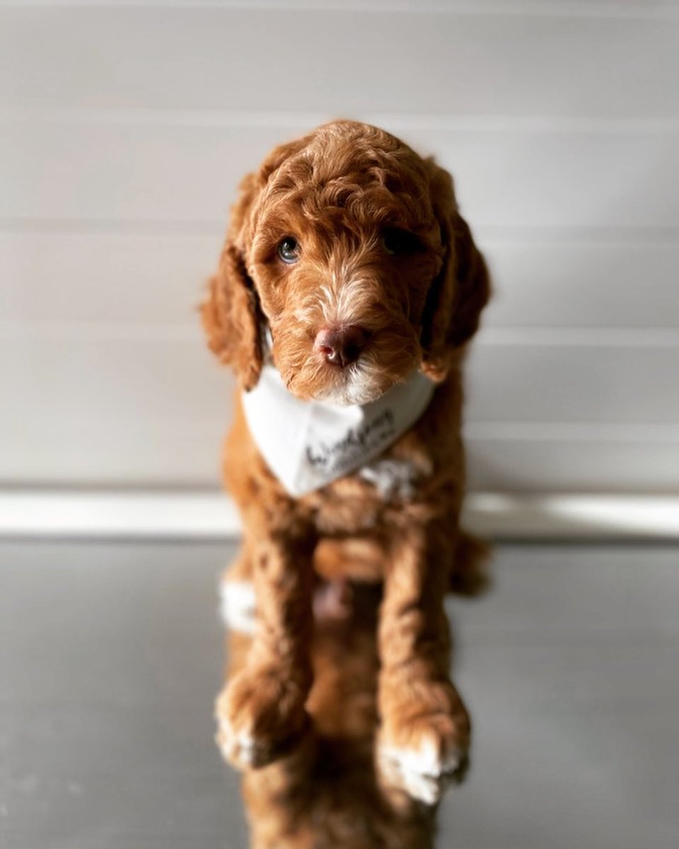 Furry family Breeding service (@furryservi81172) on Twitter photo 