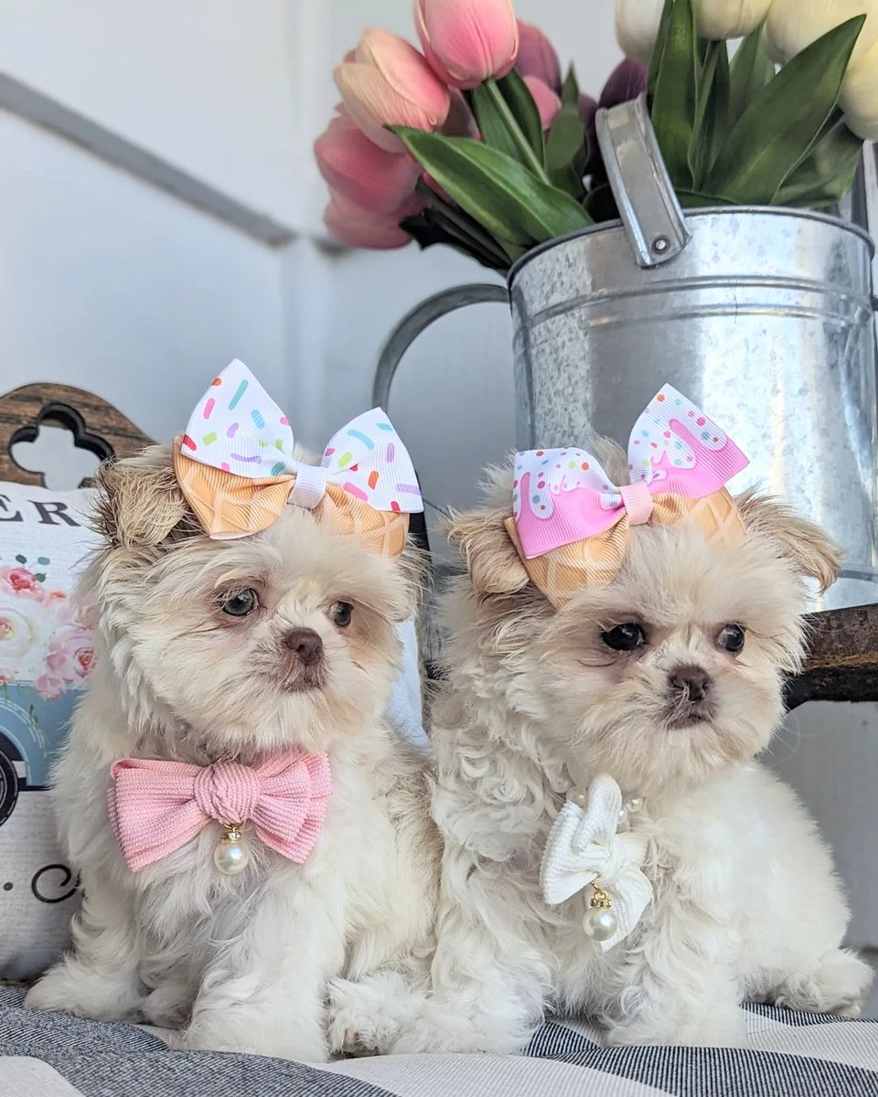 Furry family Breeding service (@furryservi81172) on Twitter photo 