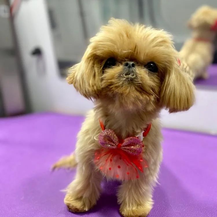 Furry family Breeding service (@furryservi81172) on Twitter photo 