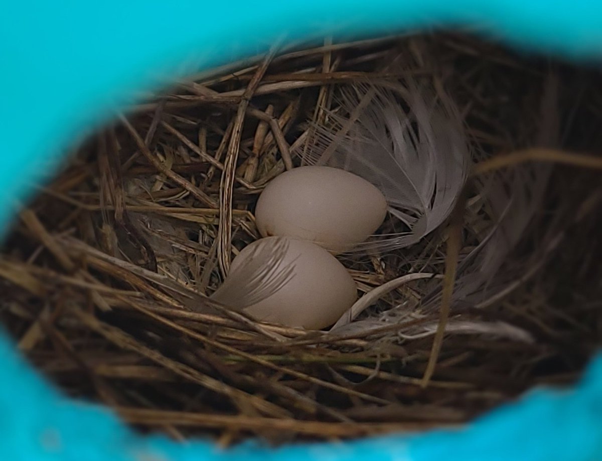 diggerjones27's tweet photo. We're going to have babies! @rockdaboatNL #treeswallows #nature https://t.co/XVTn18SMRB