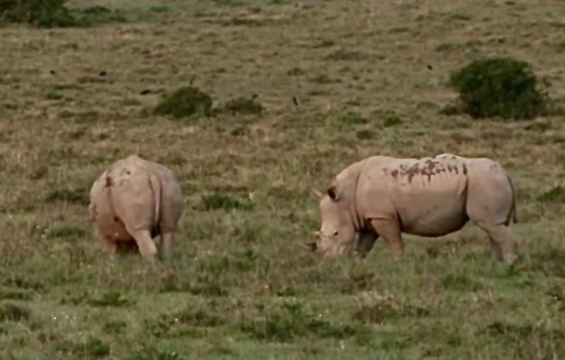 WendyW_13's tweet photo. #Bumoftheday 😉🦏 #WildEarth https://t.co/2NeGyAwImF