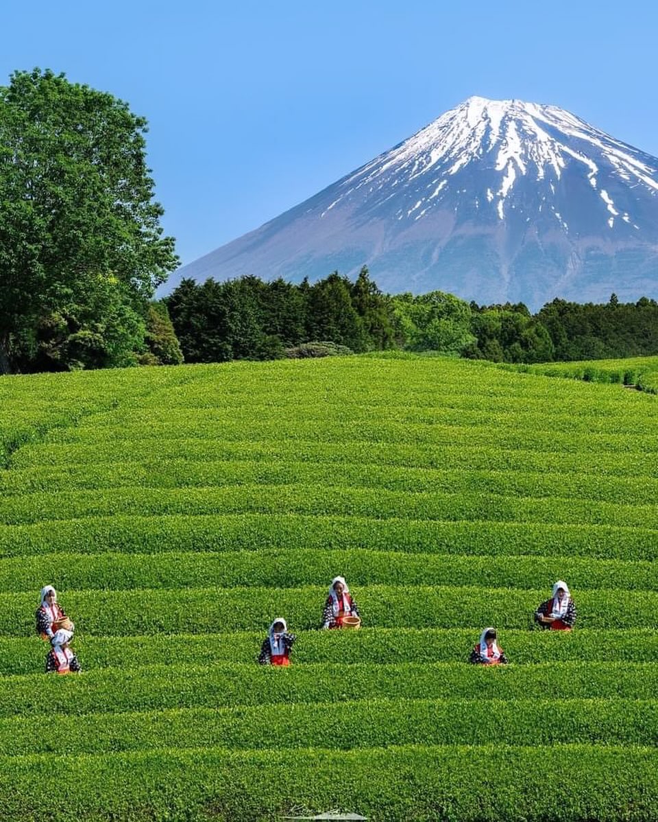 イイ感じです♪
茶畑に富士👏👏👏