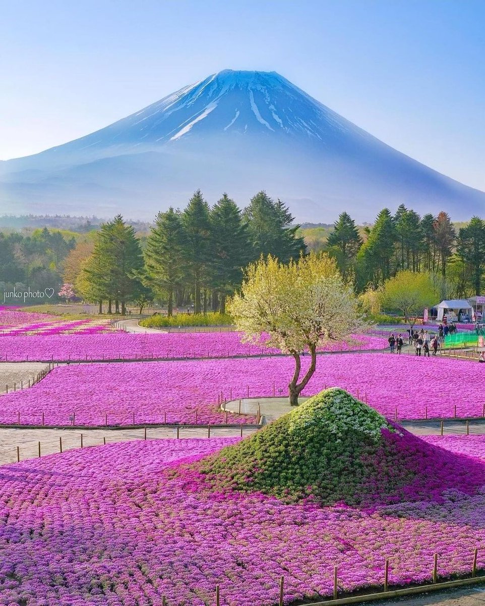 .手前の芝桜で作られた小さな富士山🗻
.ここが満開になったら
.綺麗なんだろうなぁ🌸