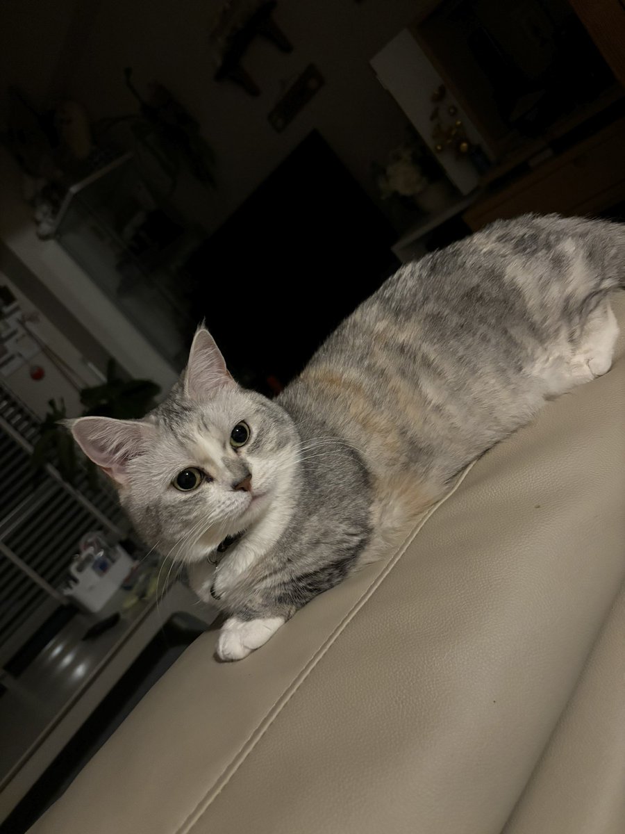 おもちゃん定位置
転げ落ちもせず ここで寝る。
可愛すぎて たまらん♥️
ついつい近寄って抱きしめちゃう🥰

 #ロシアンブルー #ミヌエット
 #猫好きさんと繋がりたい
 #大切な家族
 #癒し #いつもありがとう。