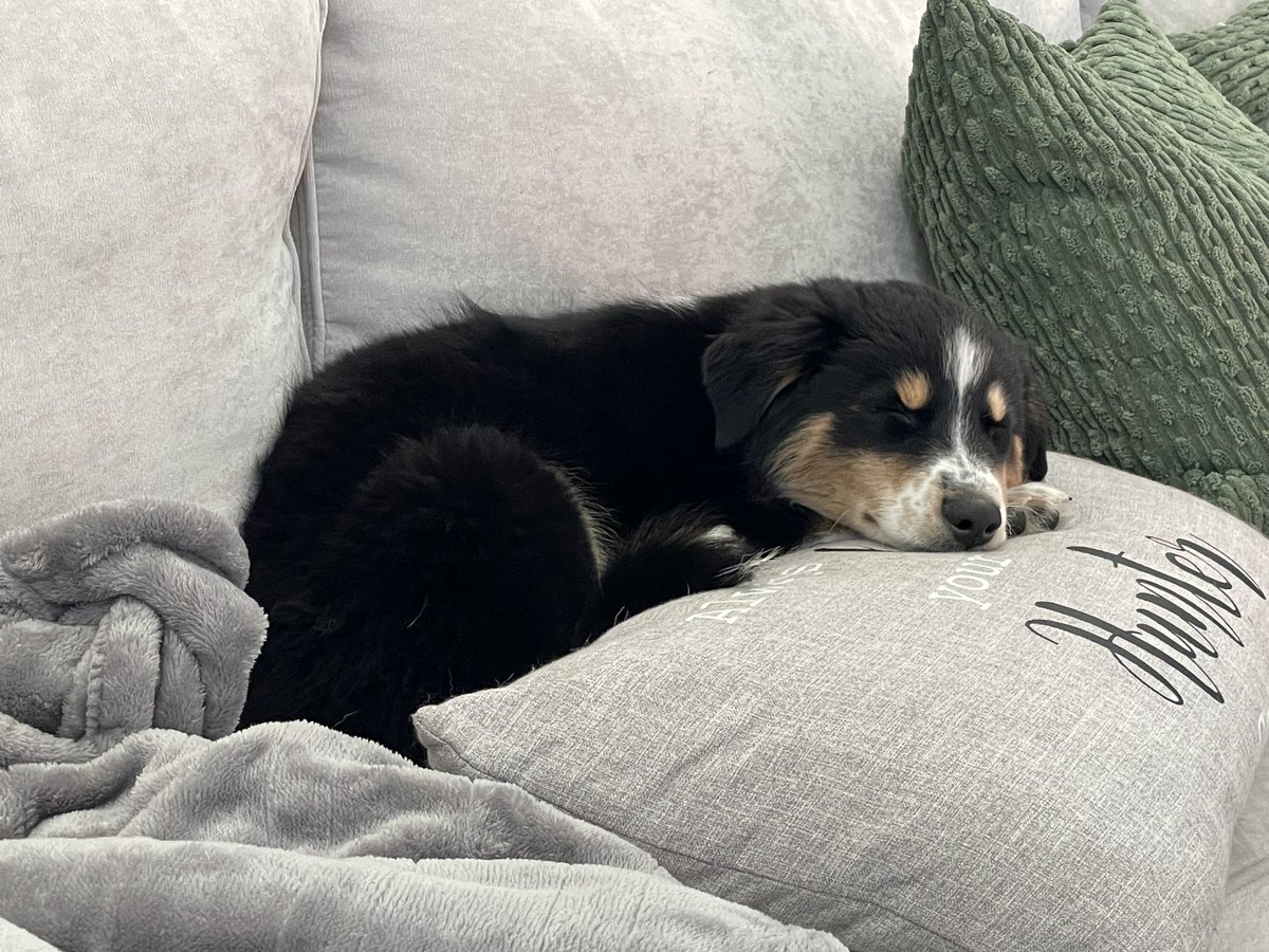 ZeRoyalViking's tweet photo. This is going to be a puppy pics account for a while, sorry https://t.co/yrmZwXqA1s