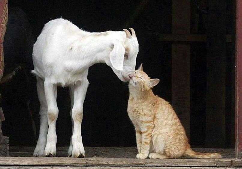 talmbout_ai's tweet image. @GoatTradingDex getting in on that with their #safedex