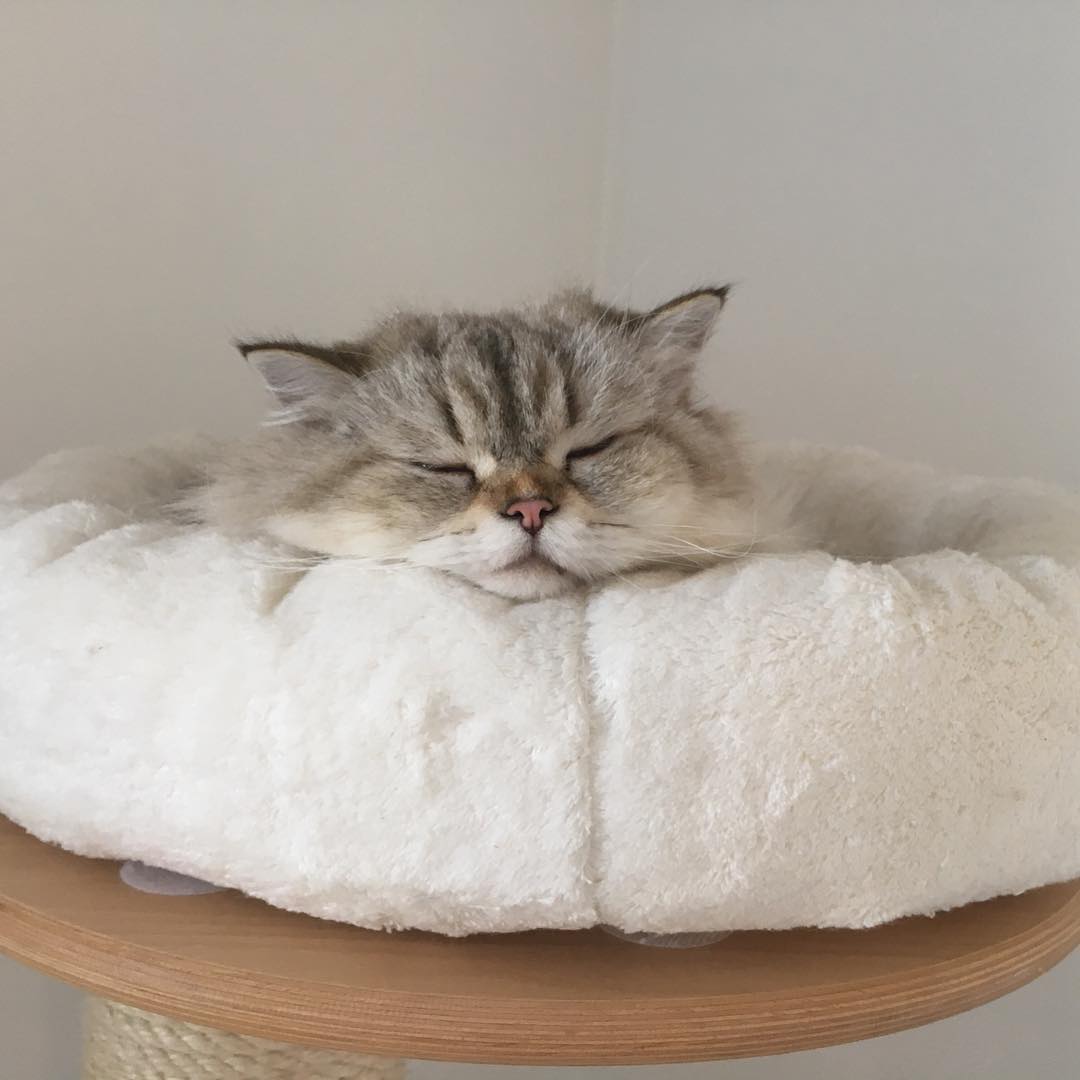 philippenez's tweet image. • It was difficult today! 😅💜 • -

#cat #meme #u2u #U2DPN