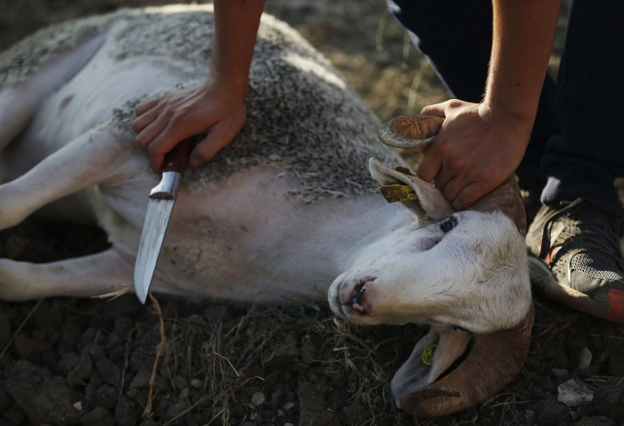 LigueDesAnimaux's tweet photo. Environ 100 000 moutons sont sacrifiés chaque année en France durant l'#AïdElKebir. 

Cependant, de plus en plus de musulmans préfèrent désormais renoncer à ce rituel de sacrifice animal. https://t.co/FYRjEQbDB2