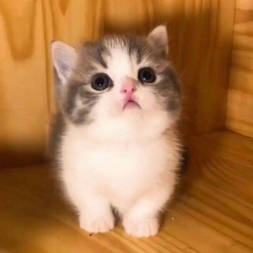 kevinwhitetries's tweet photo. @mrpunkdoteth Make sure all your followers know about $gigi

Don't miss the cutest cat to leave pump today

6YtL25aoR9cgXkQ3D637tXN84ncuV8NKp5wmdeFVpump https://t.co/XuzkPlVoFQ
