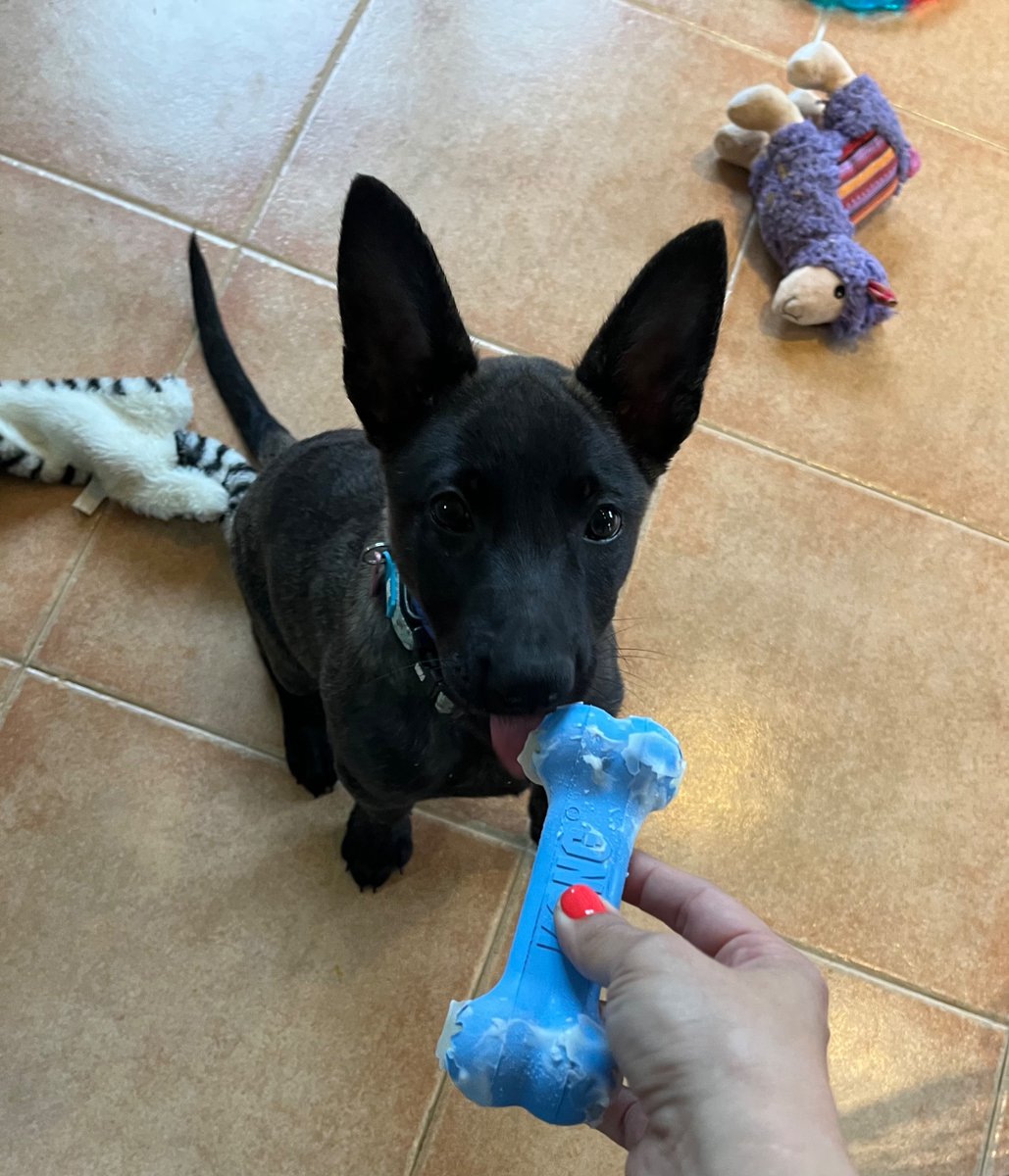 Canlladruc's tweet photo. L’estiu! L’època dels gelats de iogurt amb Gosbits per tots els gossos de Lladruc, Sara inclosa! 
🍦
¡Verano!¡La época de los helados de iogurt con Gosbits para todos los perros de Lladruc, Sara incluída!

#dutchshepherd #pastorholandes #cachorro #cadell #lladruc https://t.co/EEq3A8VbAu