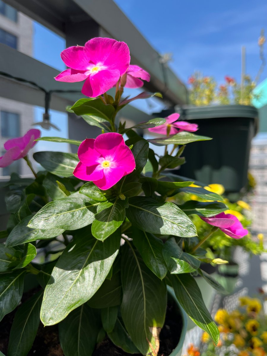 LBonTV1's tweet photo. My plants are doing so well this year. I went a long time without a place to do much gardening and I forgot how relaxing it can be. I might be most pleased about this cucumber plant that I rescued sprouting new leaves https://t.co/EYNXjd7IVb