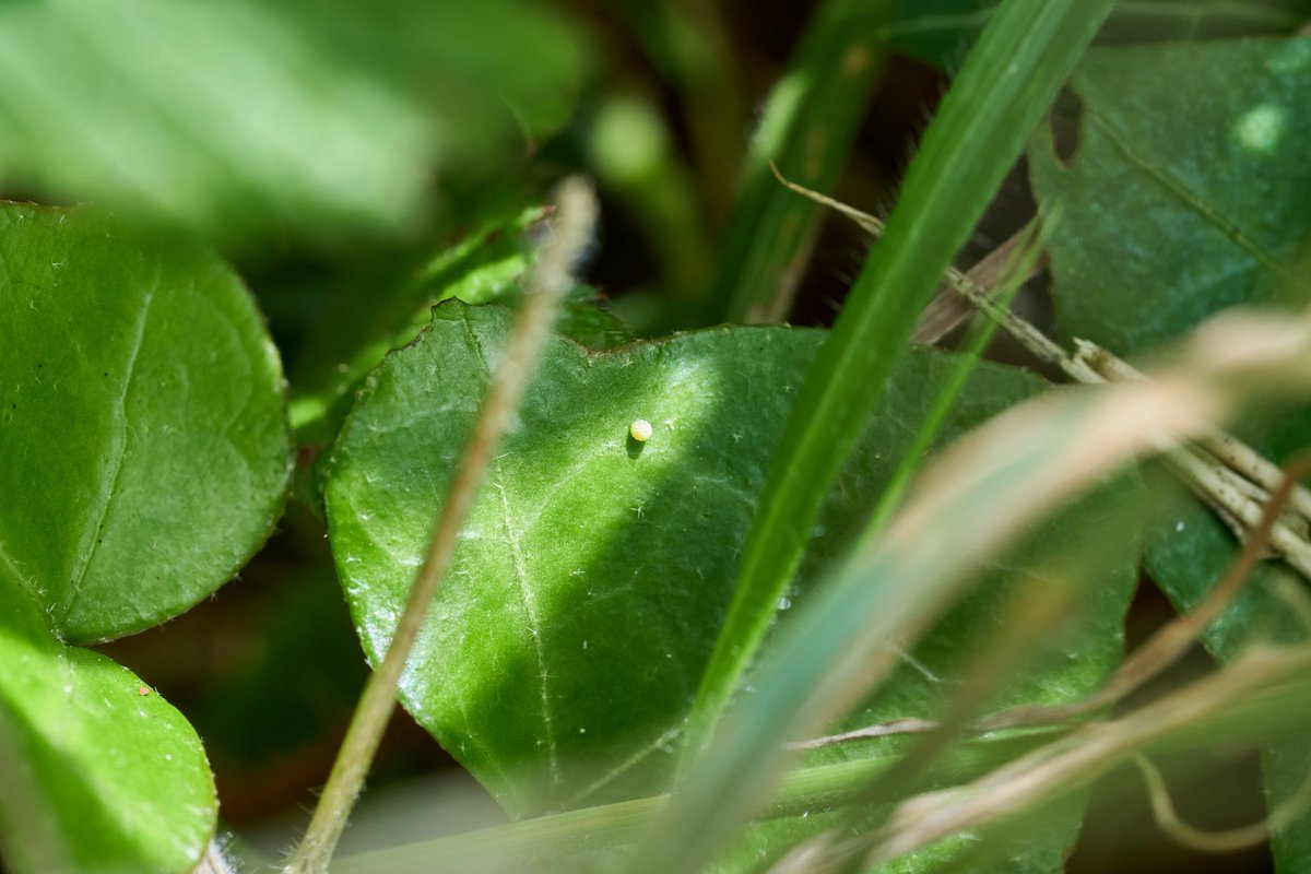 Max Anderson tweet media