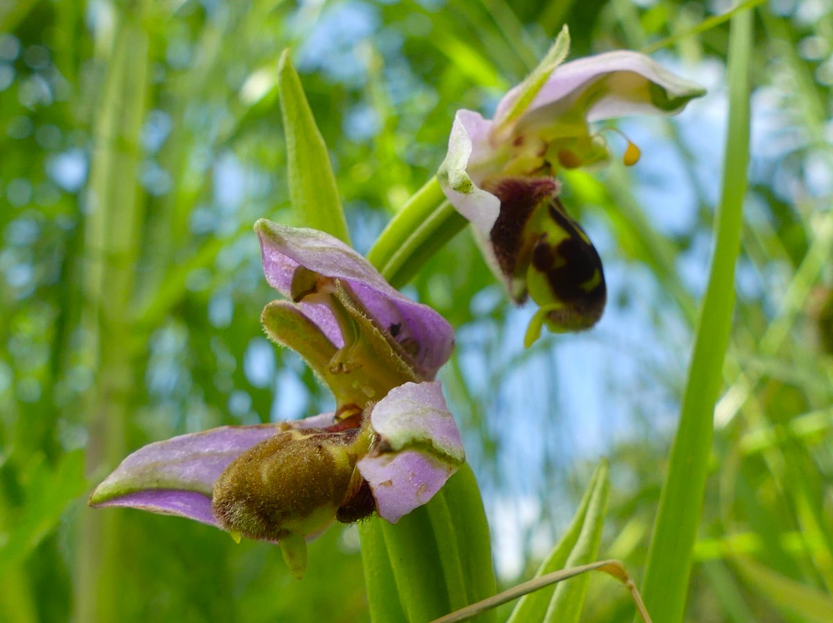 WildChurches tweet media