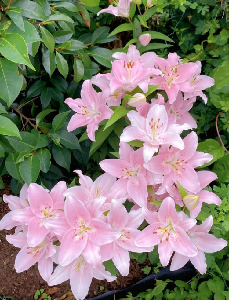 ‏ْ (@piinkifairy) on Twitter photo 