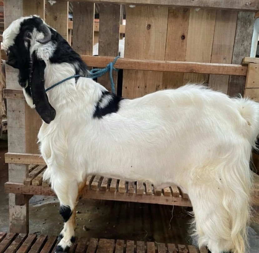 SERAH TERIMA HEWAN KURBAN

Hewan qurban berupa kambing 2 ekor a.n. Zaila Humaira binti Muhammad Salim (@sereneesm) diserahkan ke Masjid Al Ikhlas. 

Pemotongan hewan qurban akan dilakukan oleh Subang (<a href="/ganesba/">Ganesha, Subang.</a>) selaku panitia Idul Adha Masjid Al Ikhlas.